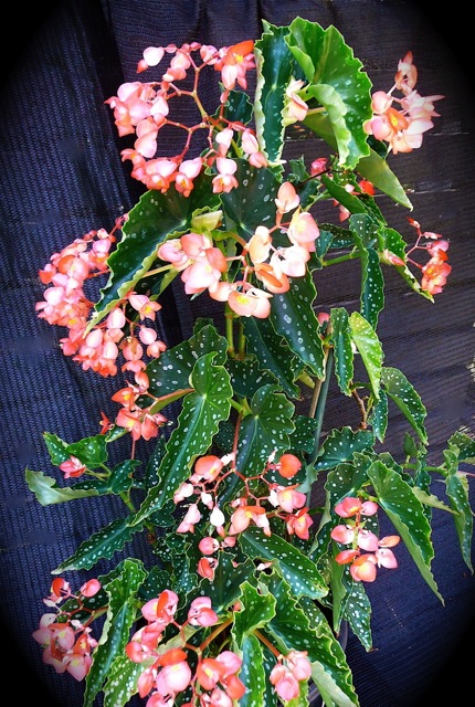 B. ‘Gypsy Tango’